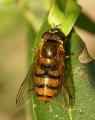 Réf. 247 834 : Epistrophe melanostoma